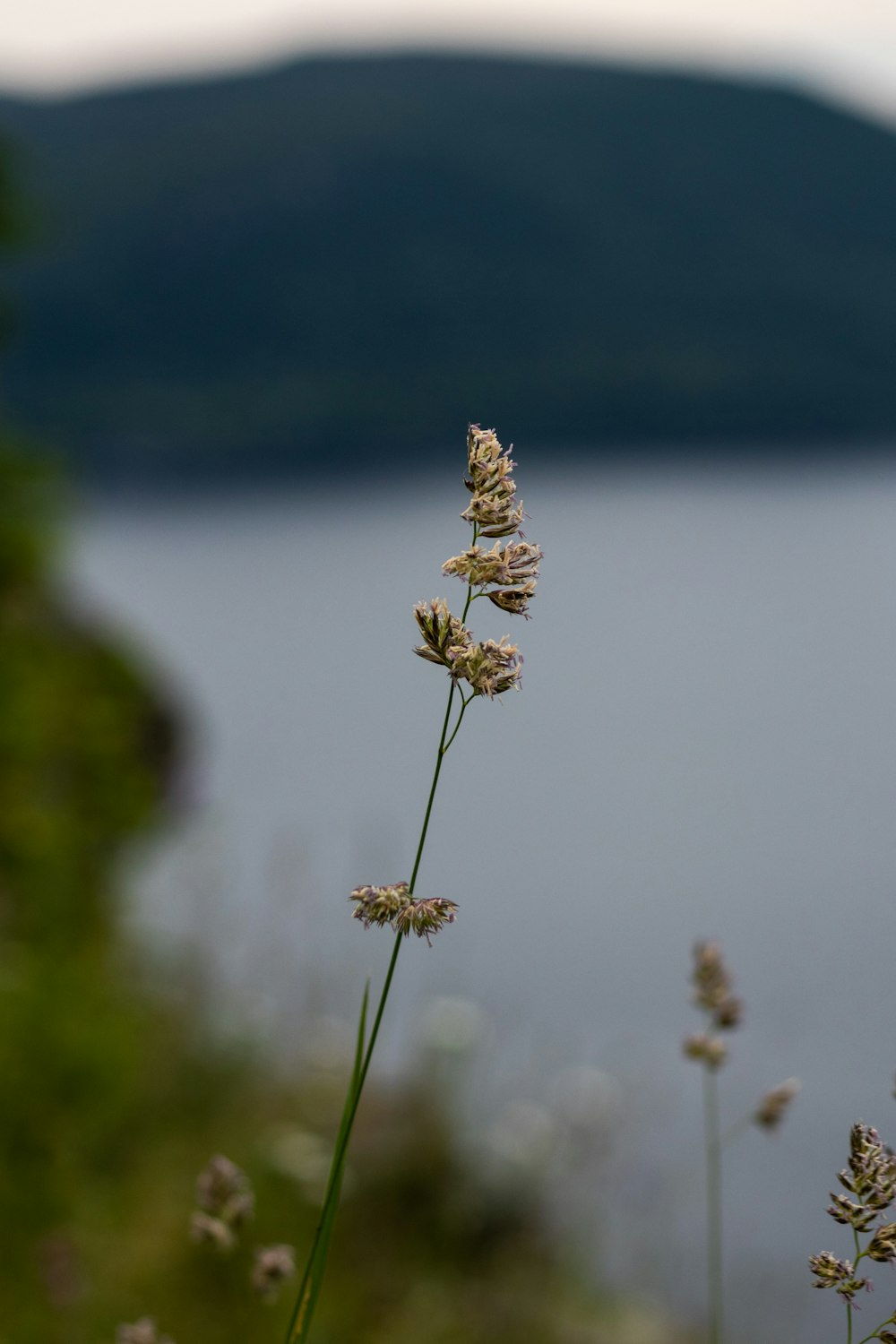 a close-up of a plant