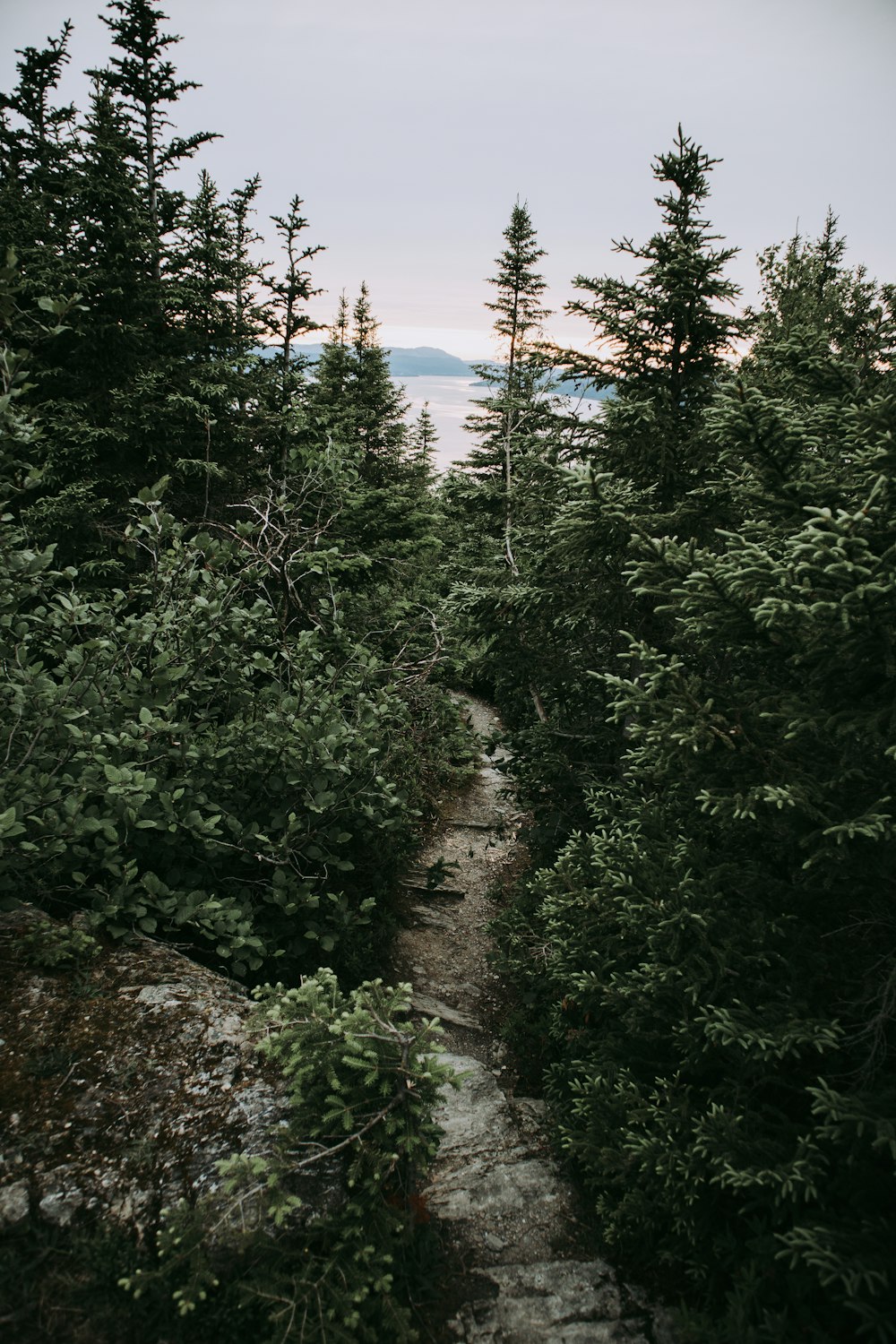 a dirt path through a forest