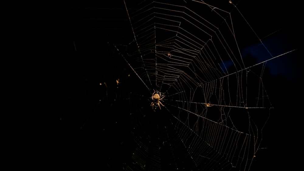 a large spider in a web