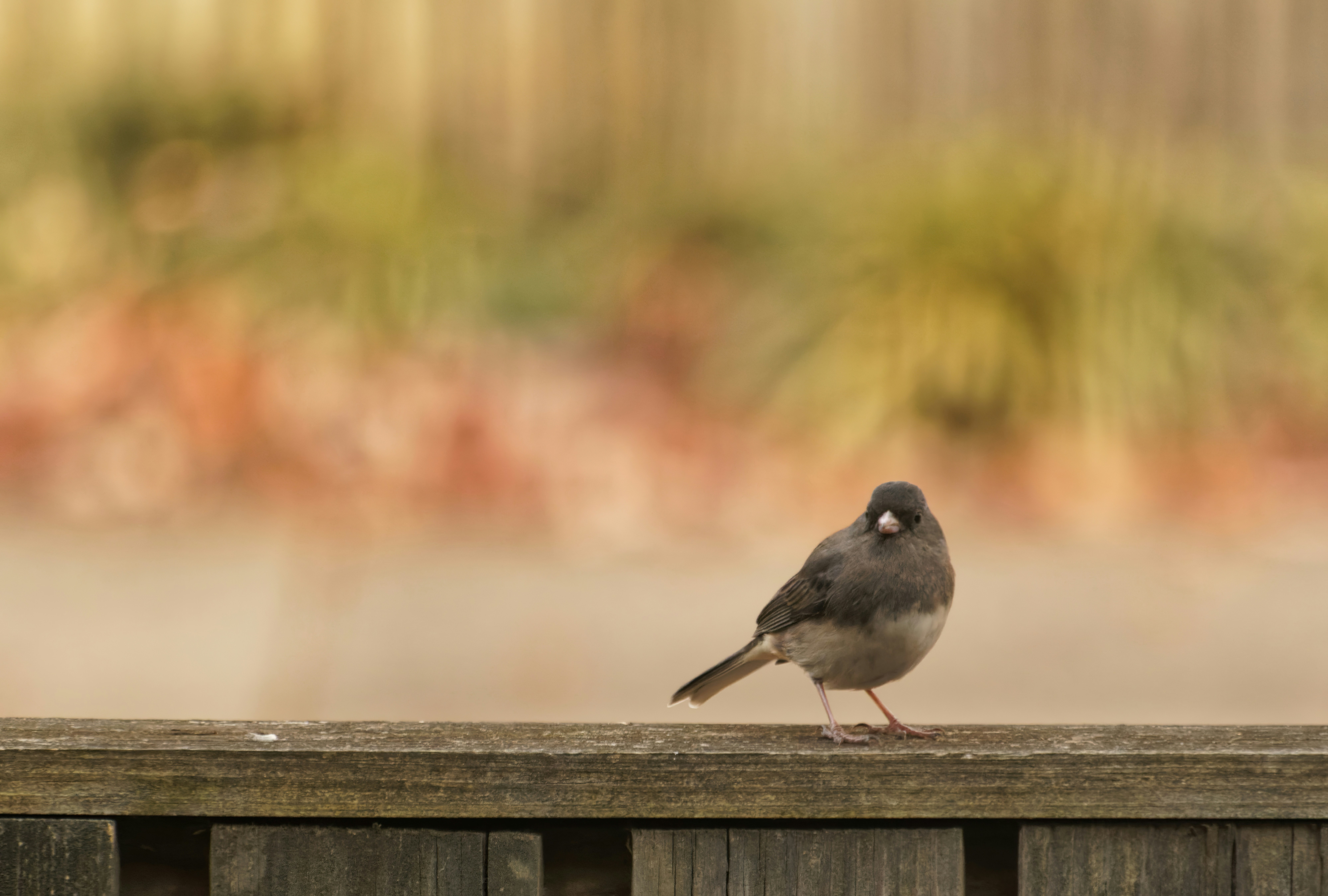 Photo by marshall21663