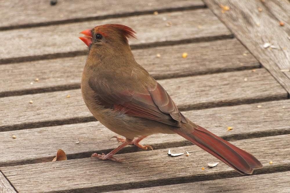 a bird standing on a wood deck