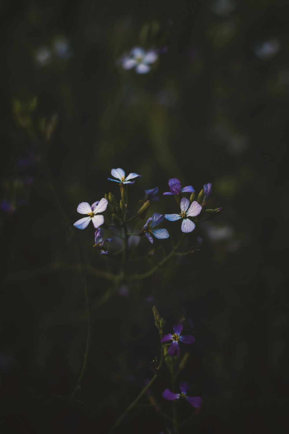 a close up of flowers