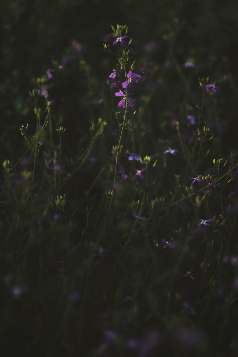 a close up of a flower