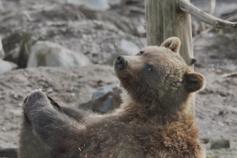 a couple of bears lay near each other