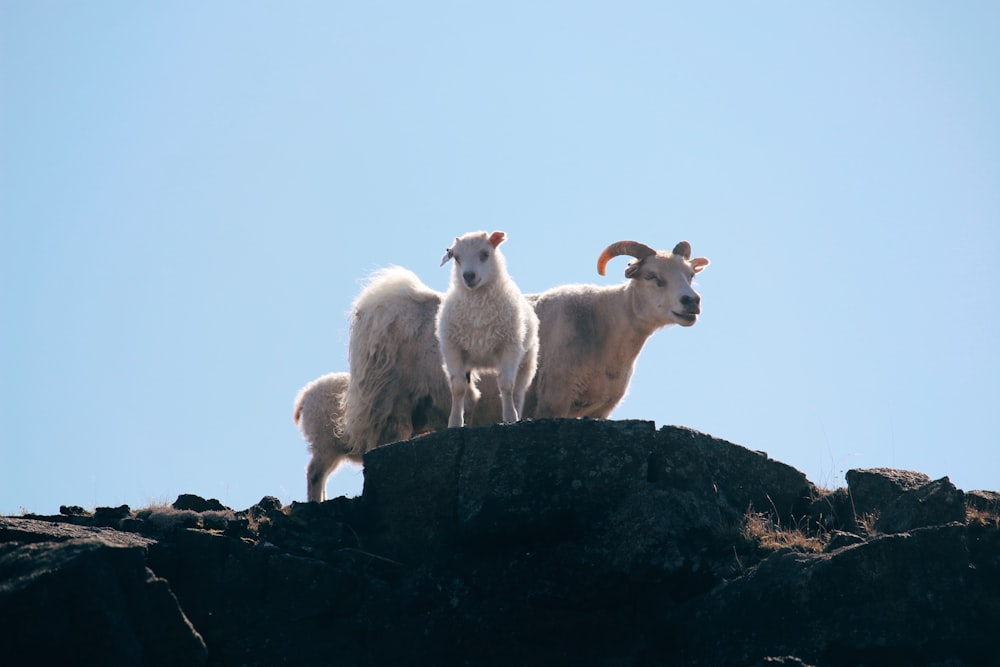 a group of sheep on a rock