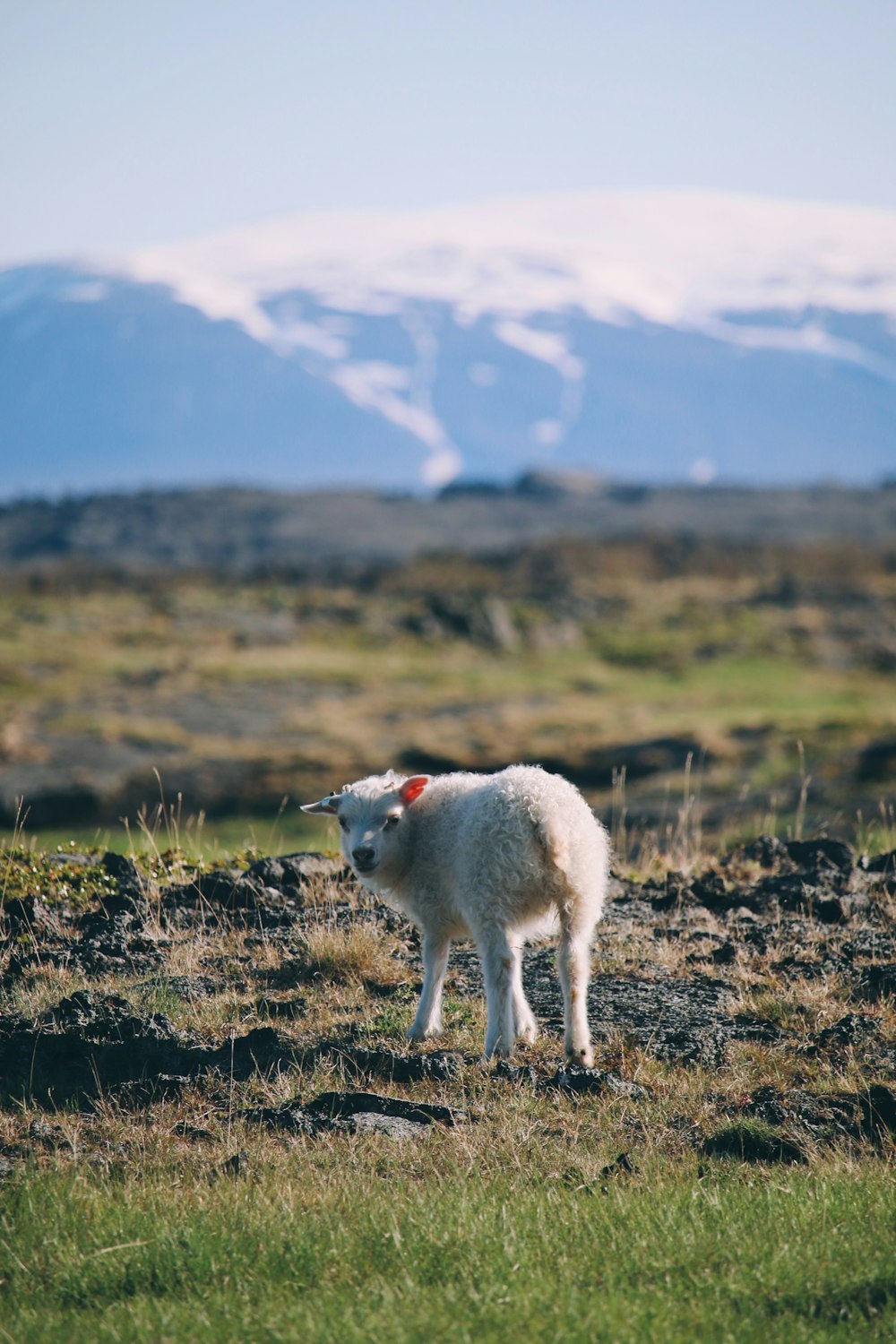 Una cabra blanca parada en un campo