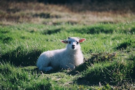 A fluffy white lamb is resting on a lush green field. Its ears are perked up, and it gazes directly at the viewer, surrounded by vibrant grass and a serene natural backdrop.
