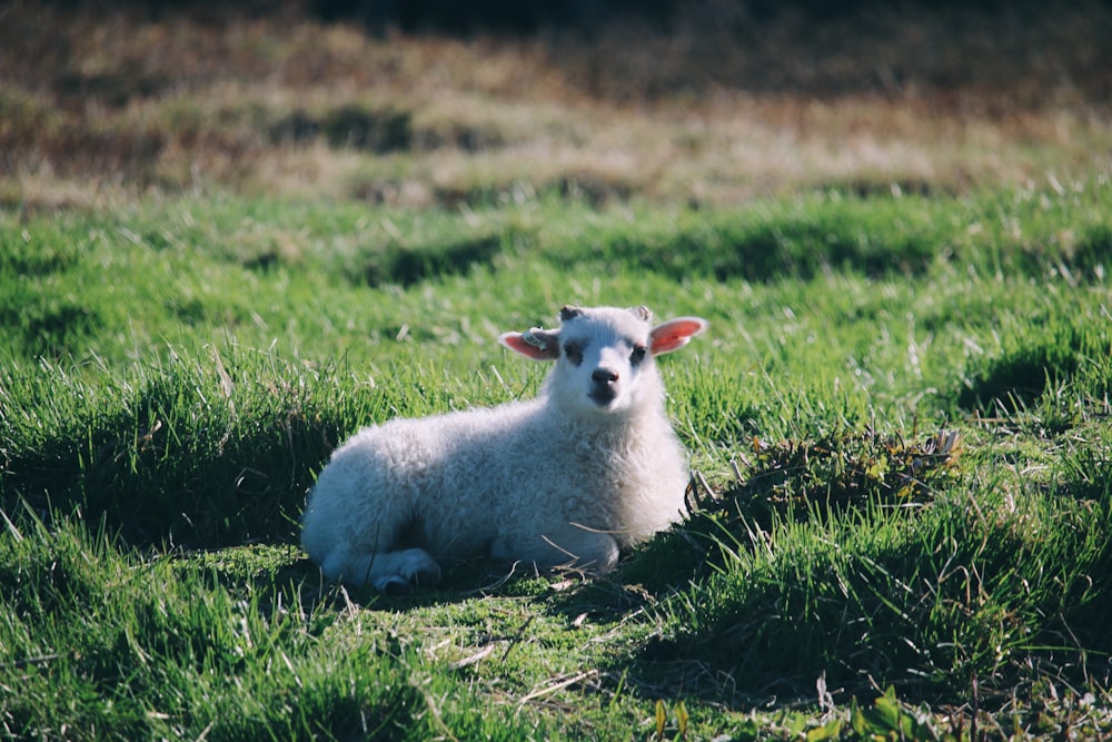 a sheep laying in the grass
