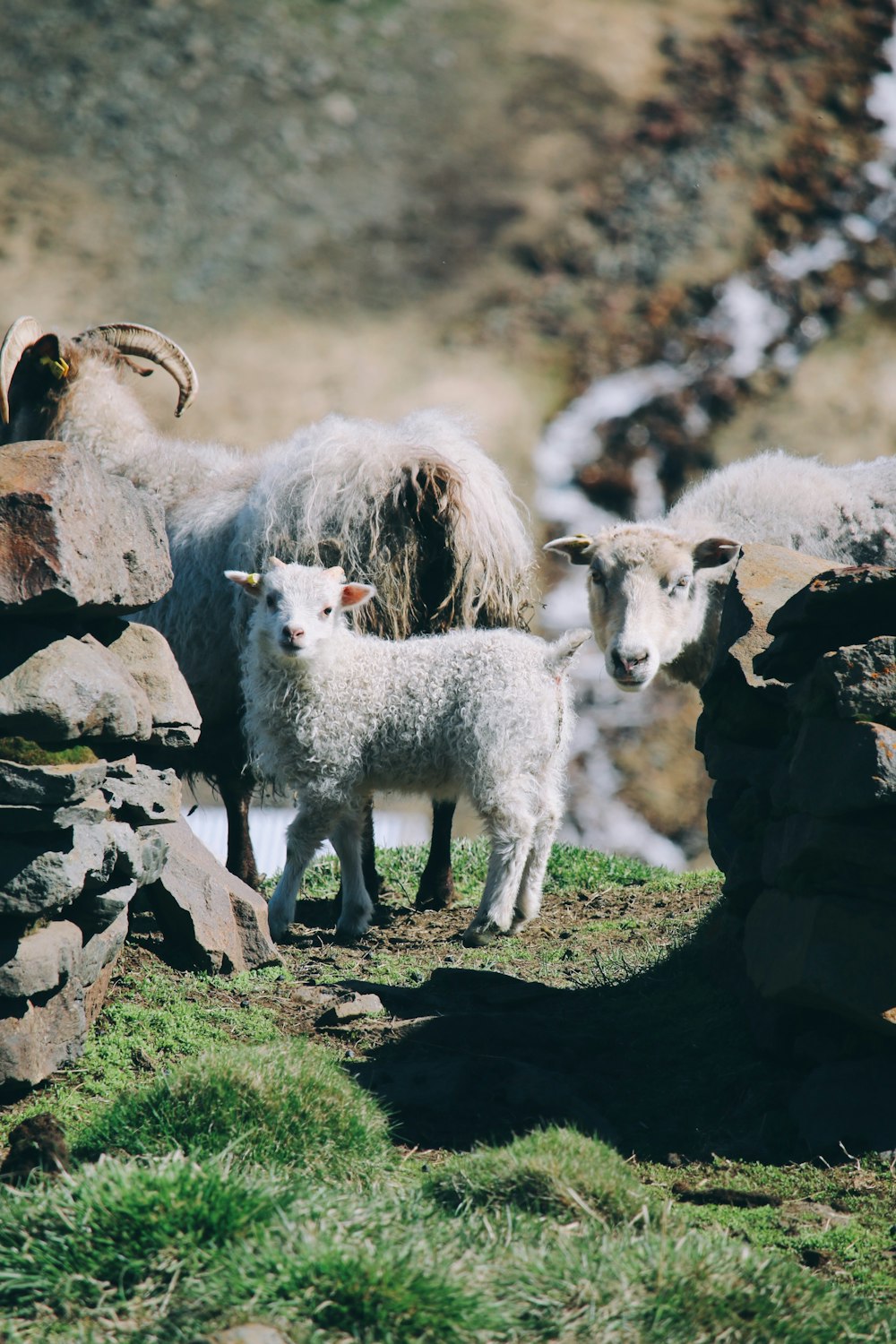 a group of sheep stand on a rock