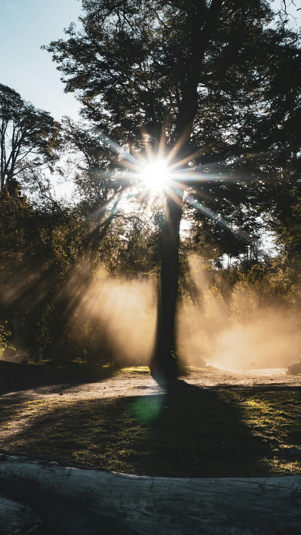 a tree with the sun shining through it