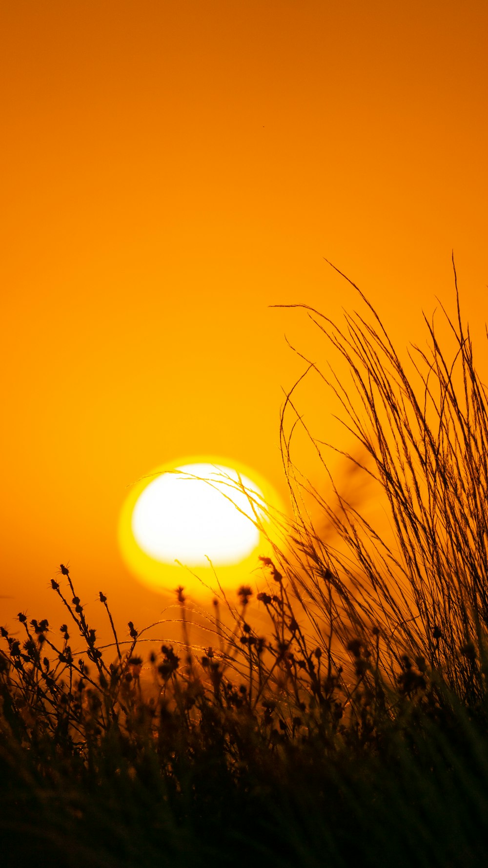 a field of wheat with the sun in the background