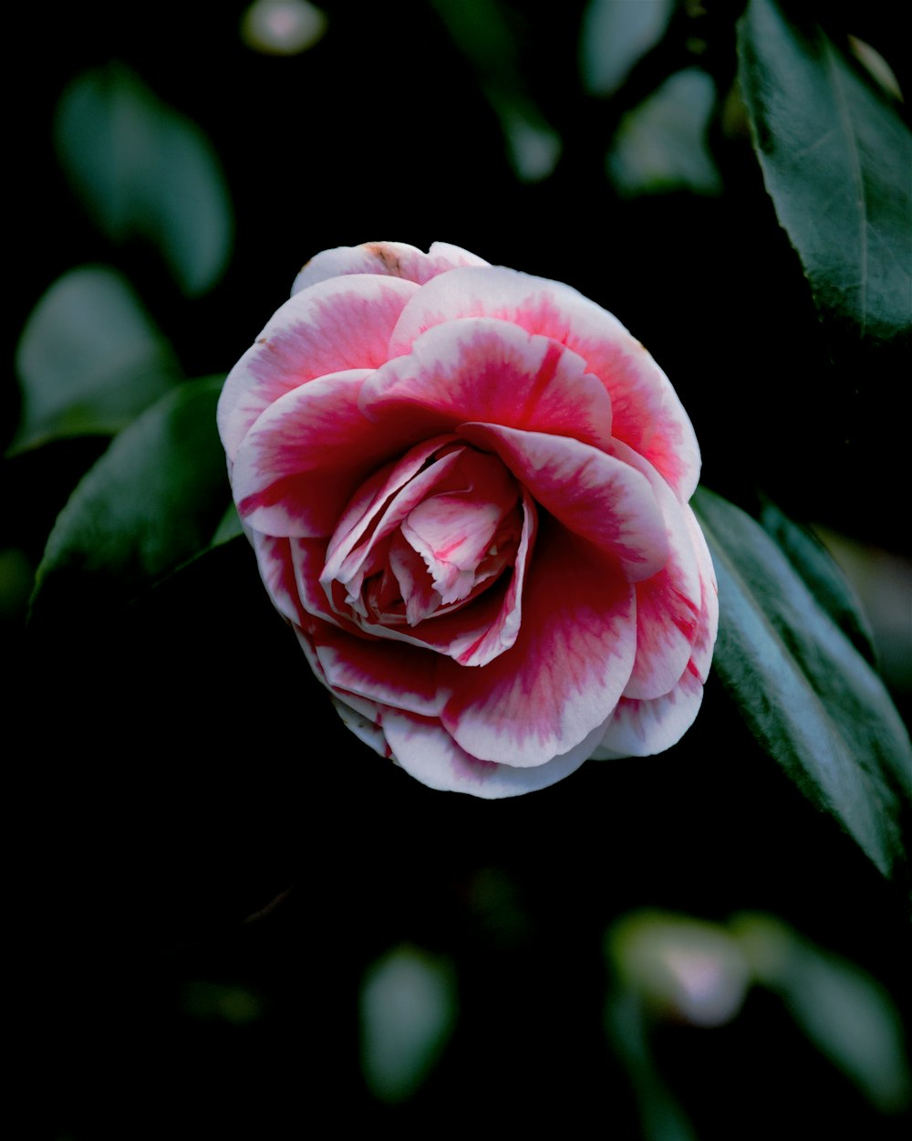 a pink flower with green leaves