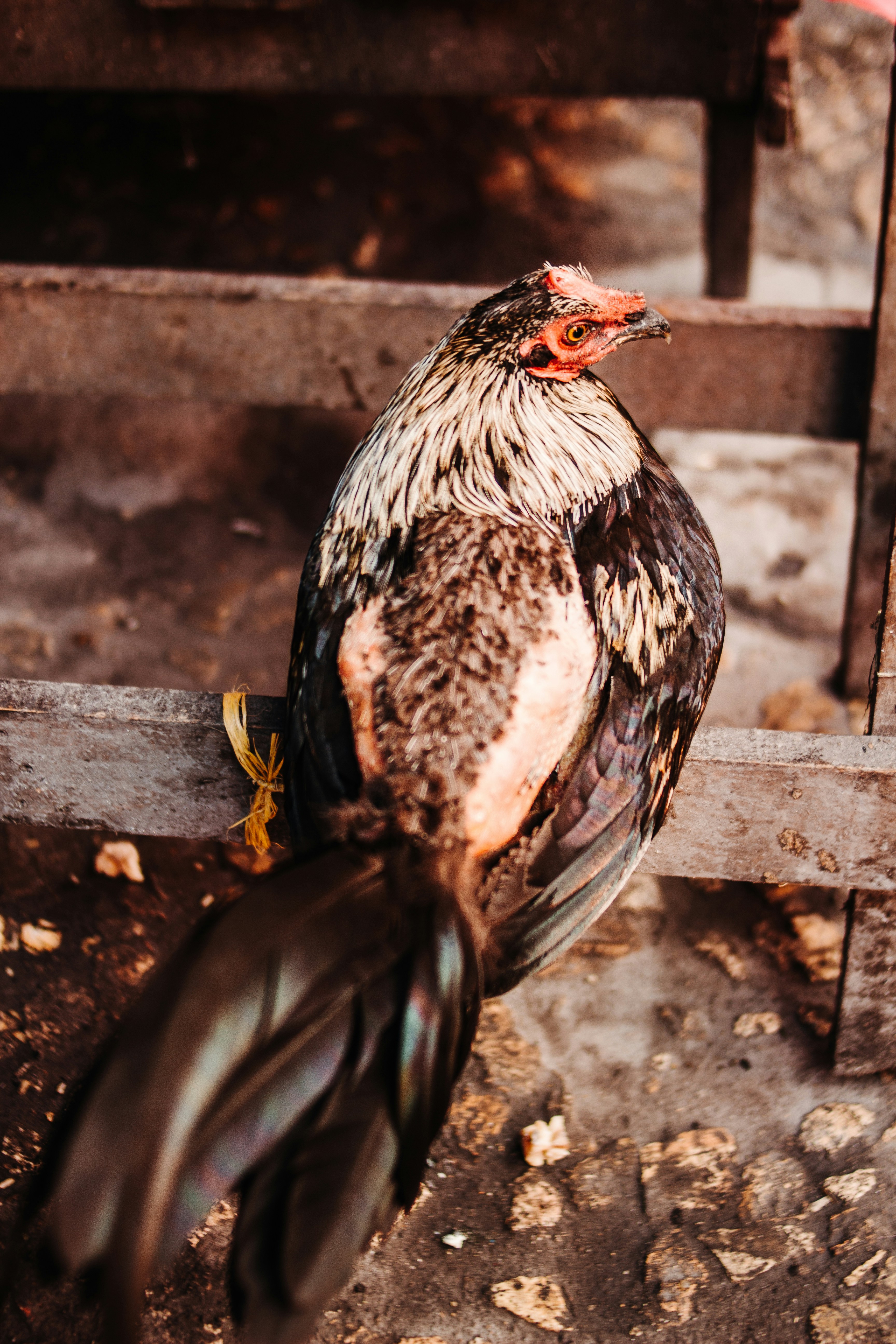 Photo by josefuentes