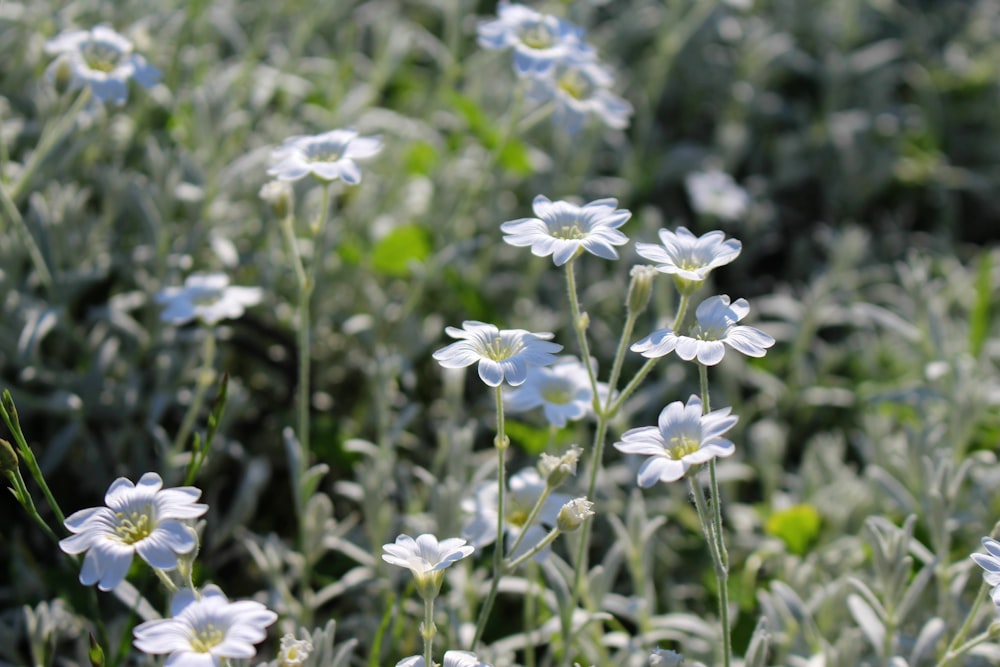 a group of white and blue flowers