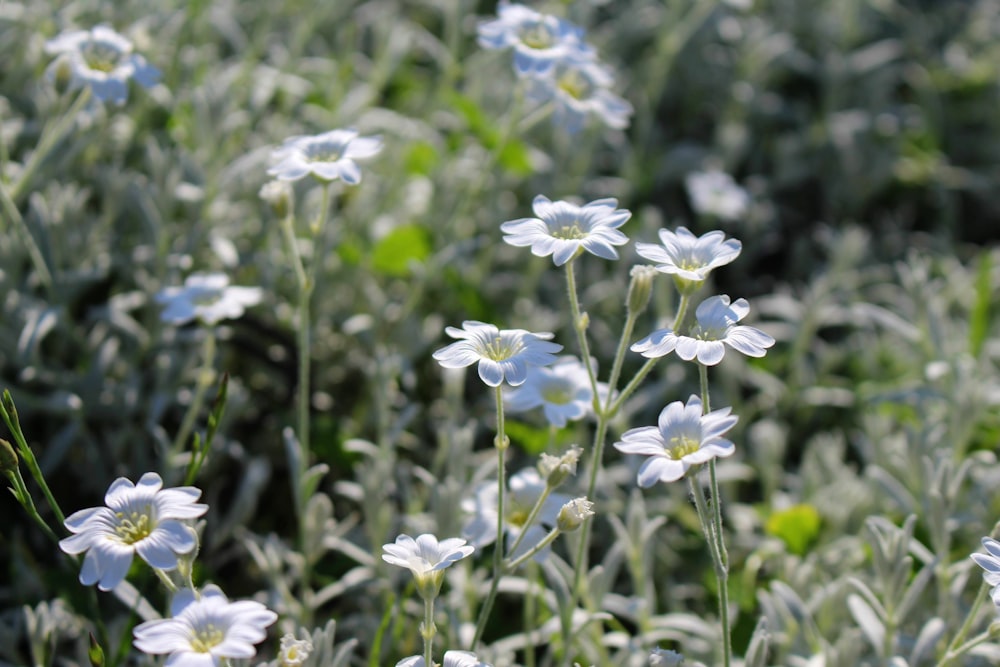 Un grupo de flores blancas y azules