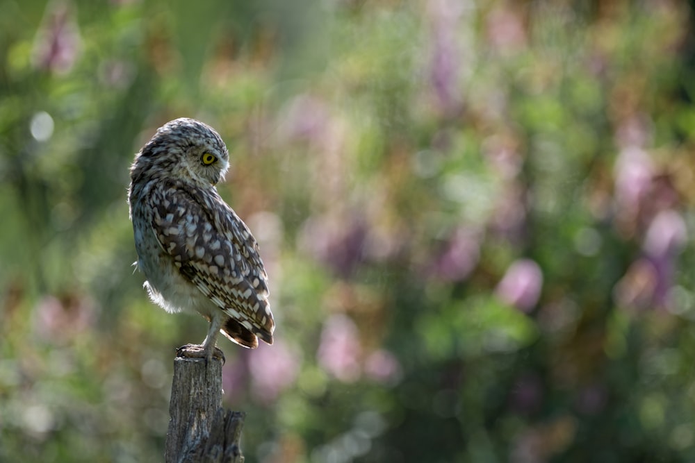 a bird on a post