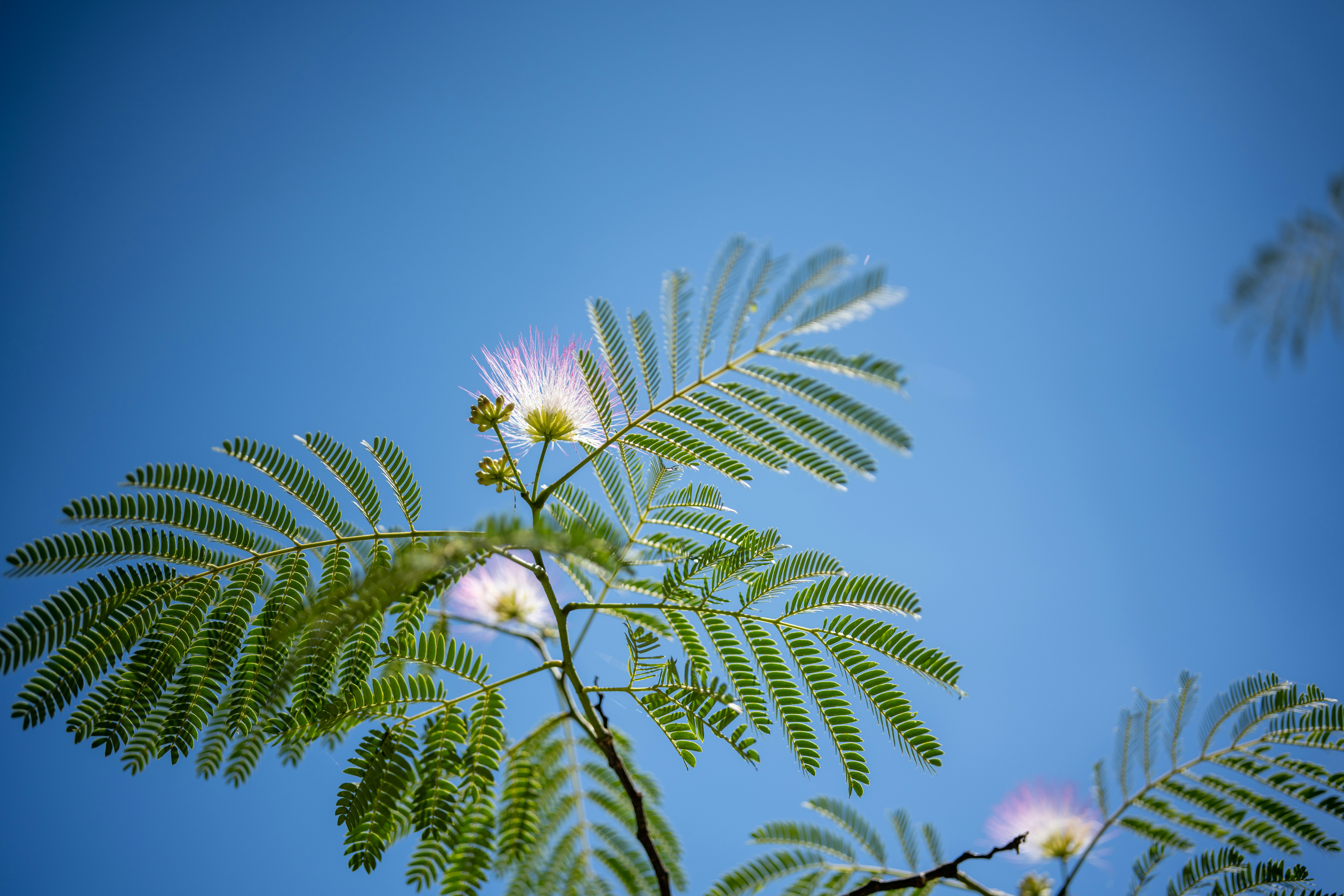 Close-up of pink mimosa tree flowers