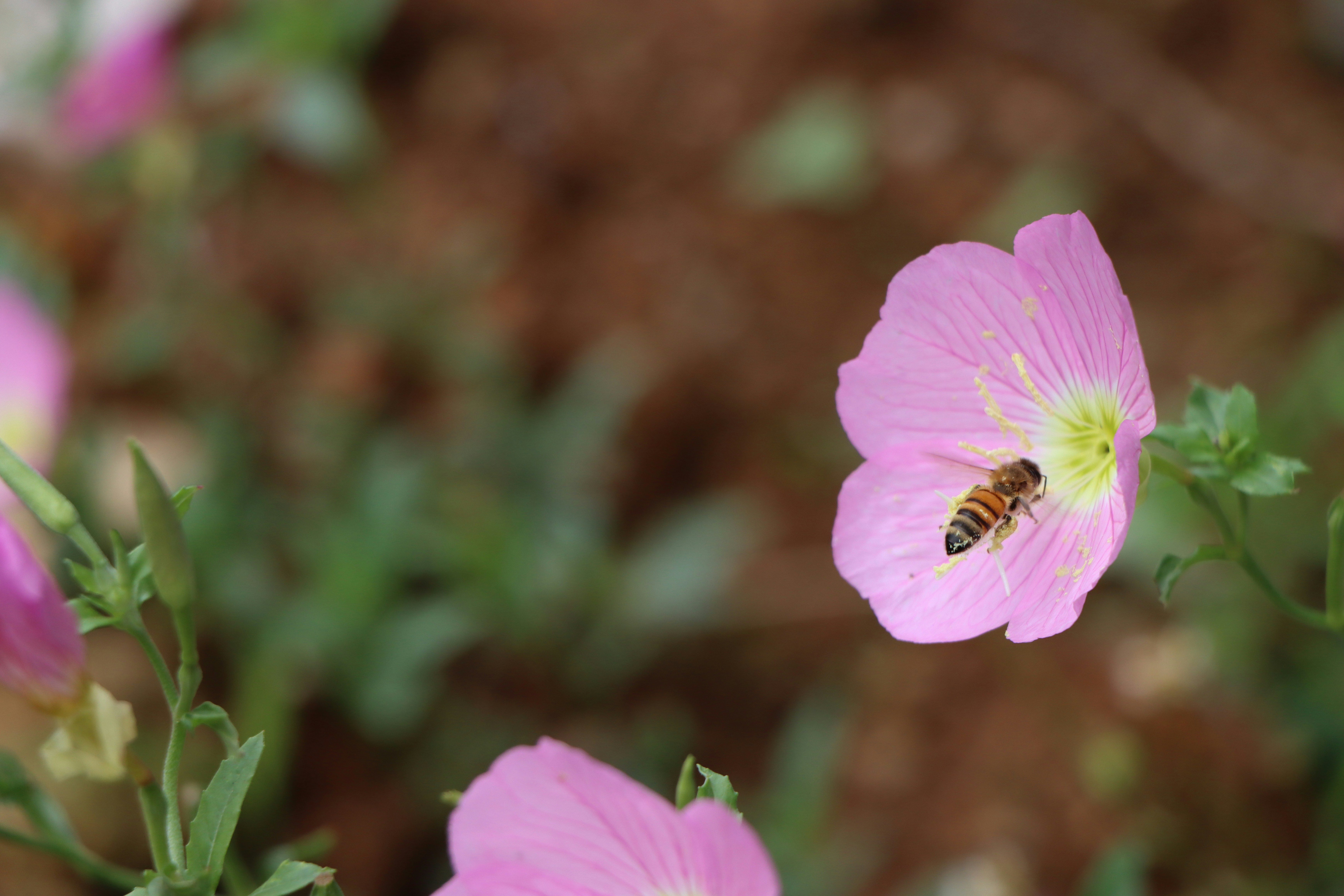 photo 1656658683267 10547ca331ec?crop=entropy&cs=tinysrgb&fit=max&fm=jpg&ixid=M3w1MjQ0NjR8MHwxfHNlYXJjaHwxMXx8UGVzdCUyMENvbnRyb2wlMjBTZXJ2aWNlJTIwQmVsbGZsb3dlciUyMENhbGlmb3JuaWF8ZW58MHwwfHx8MTc2MDMxMTk3NXww&ixlib=rb 4.1