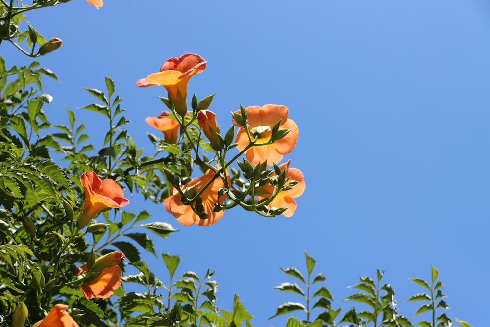 a group of flowers on a tree