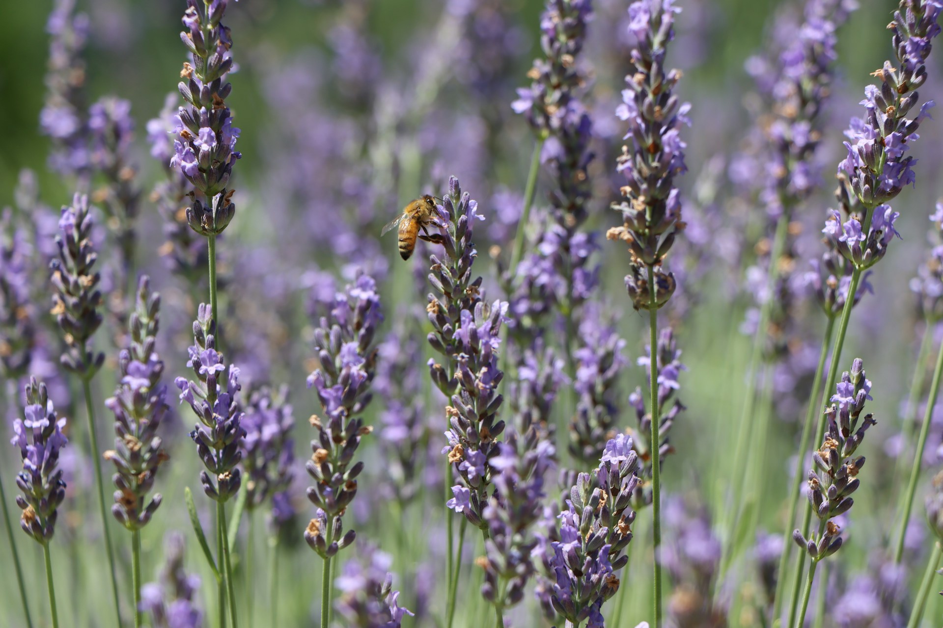 a bee on a flower