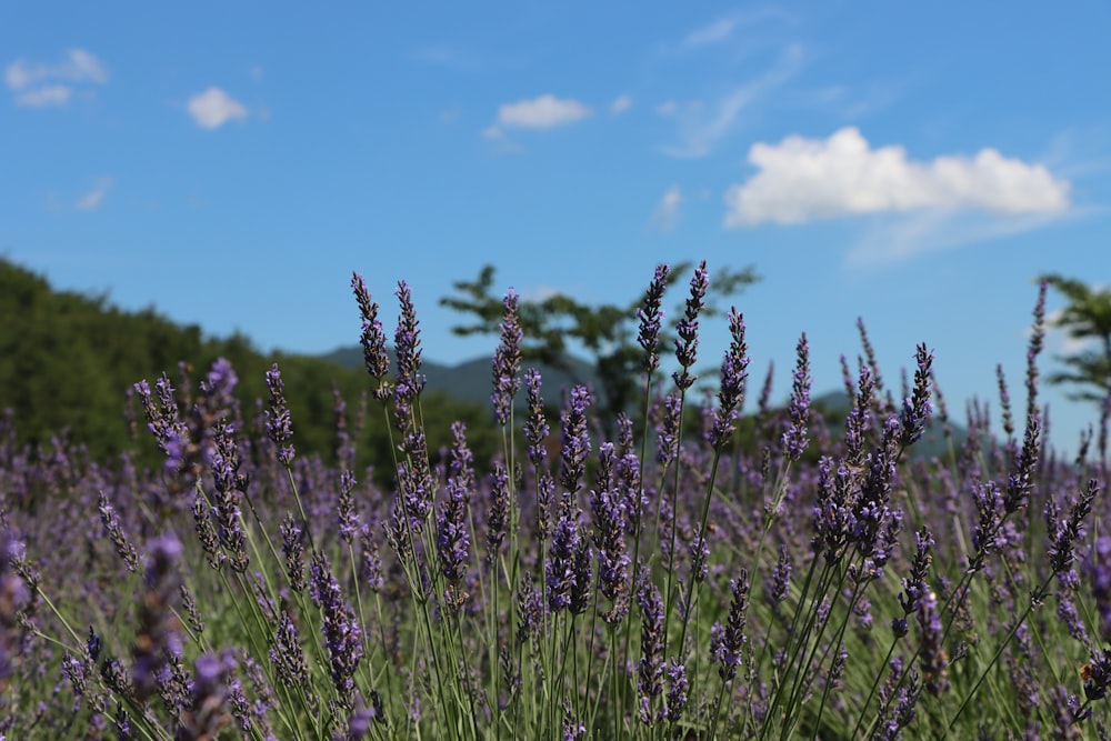 un campo di fiori viola