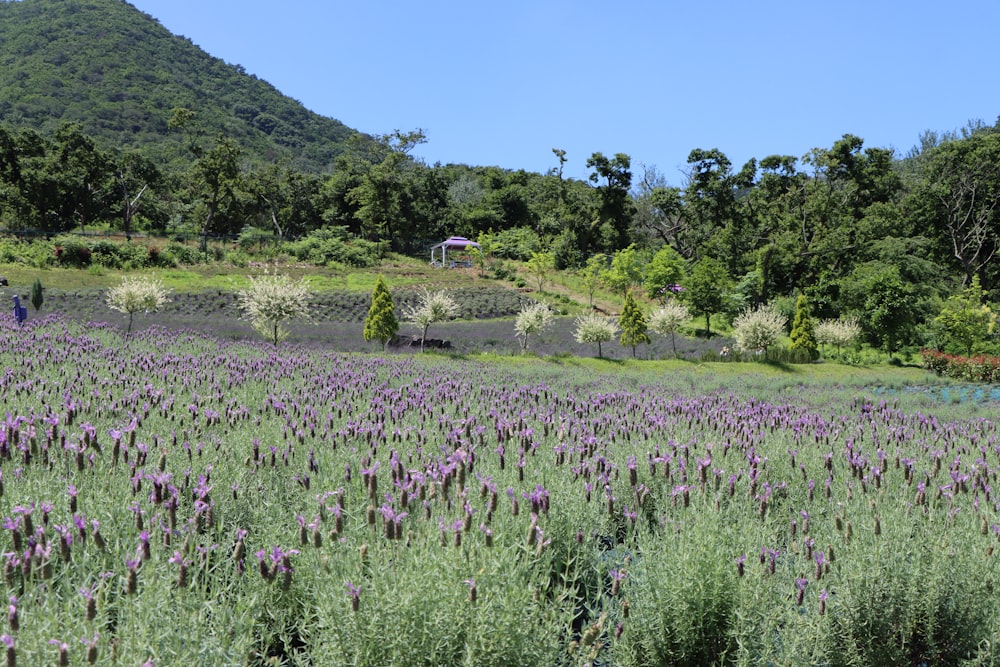 Un campo di fiori viola con alberi sullo sfondo