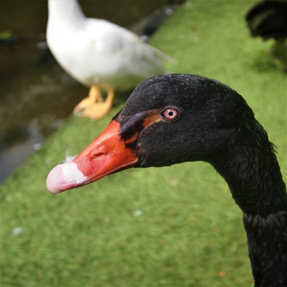 a black duck with a red beak photo – Bird Image on Unsplash