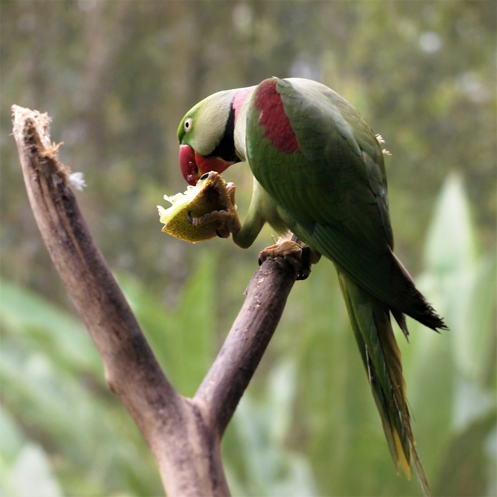 a bird eating a nut