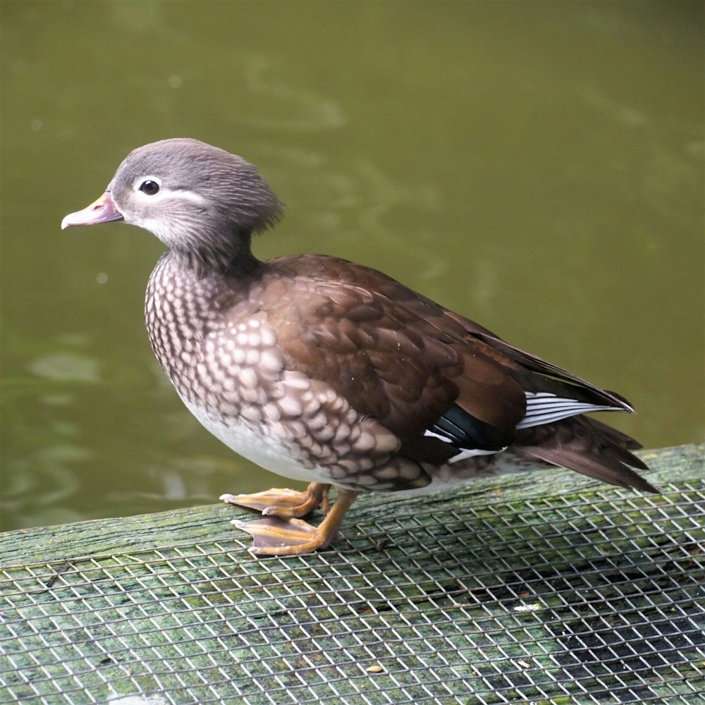 a bird standing on a surface