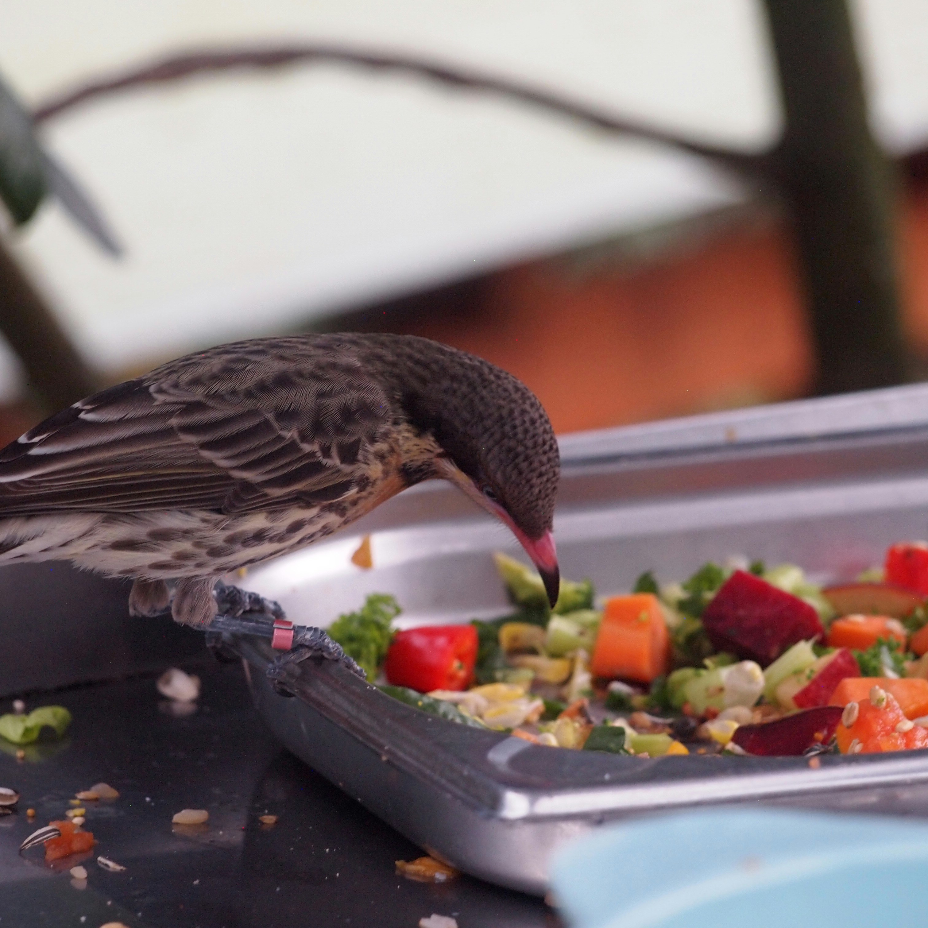 7 Natural Foods You Can Grow for Backyard Bird Watching