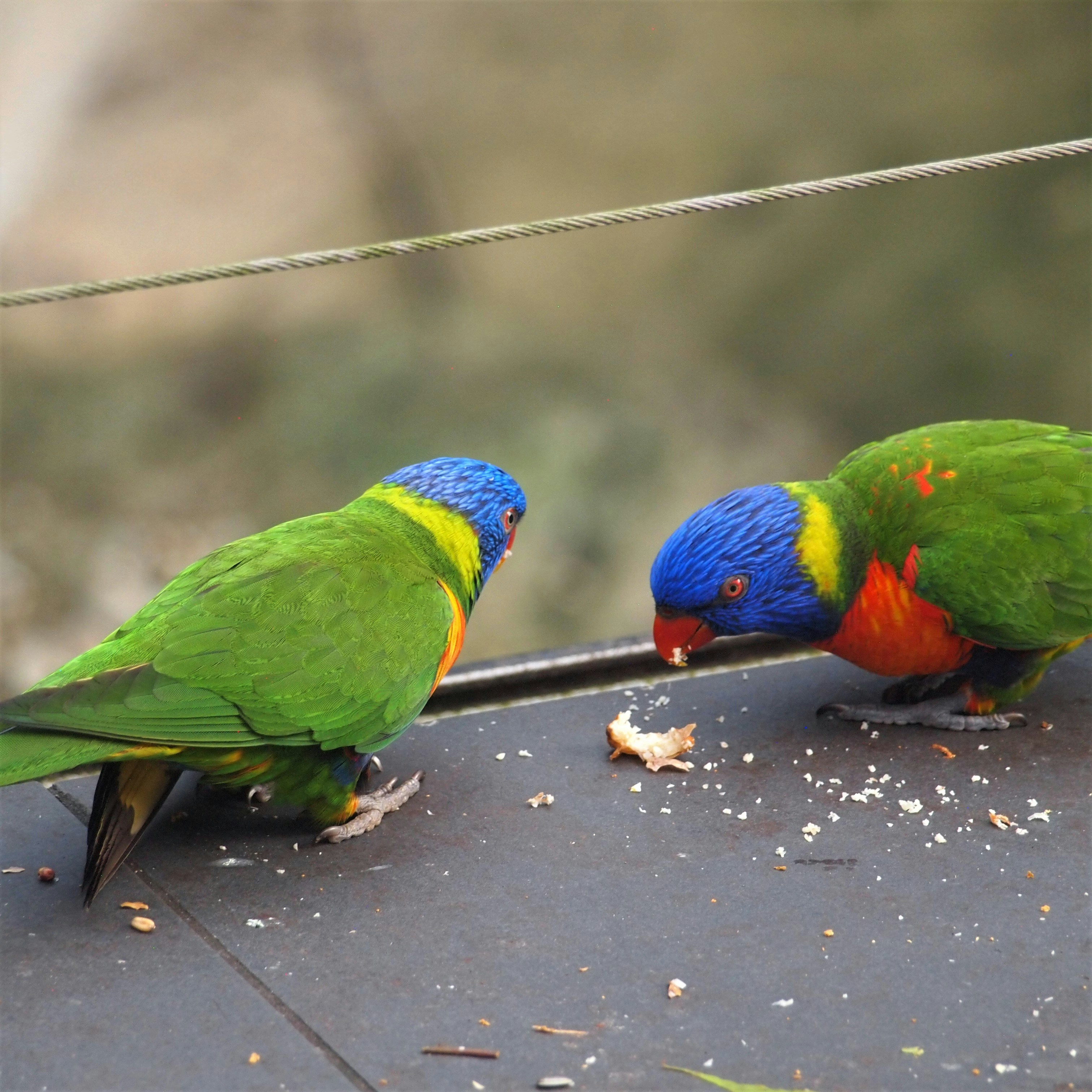 Photo by bluephoto118