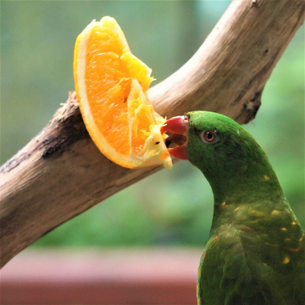 a bird eating an orange