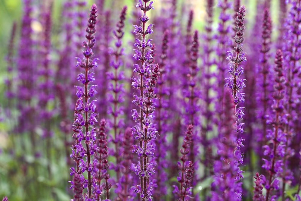 a group of purple flowers