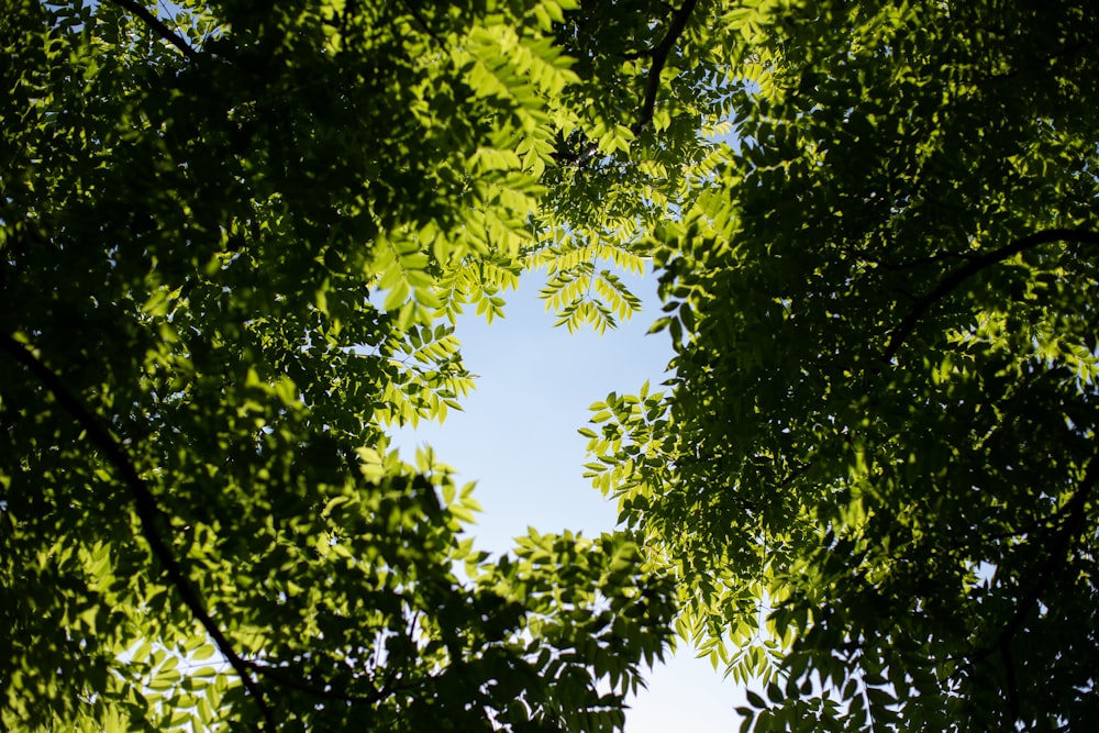 looking up at trees and blue sky