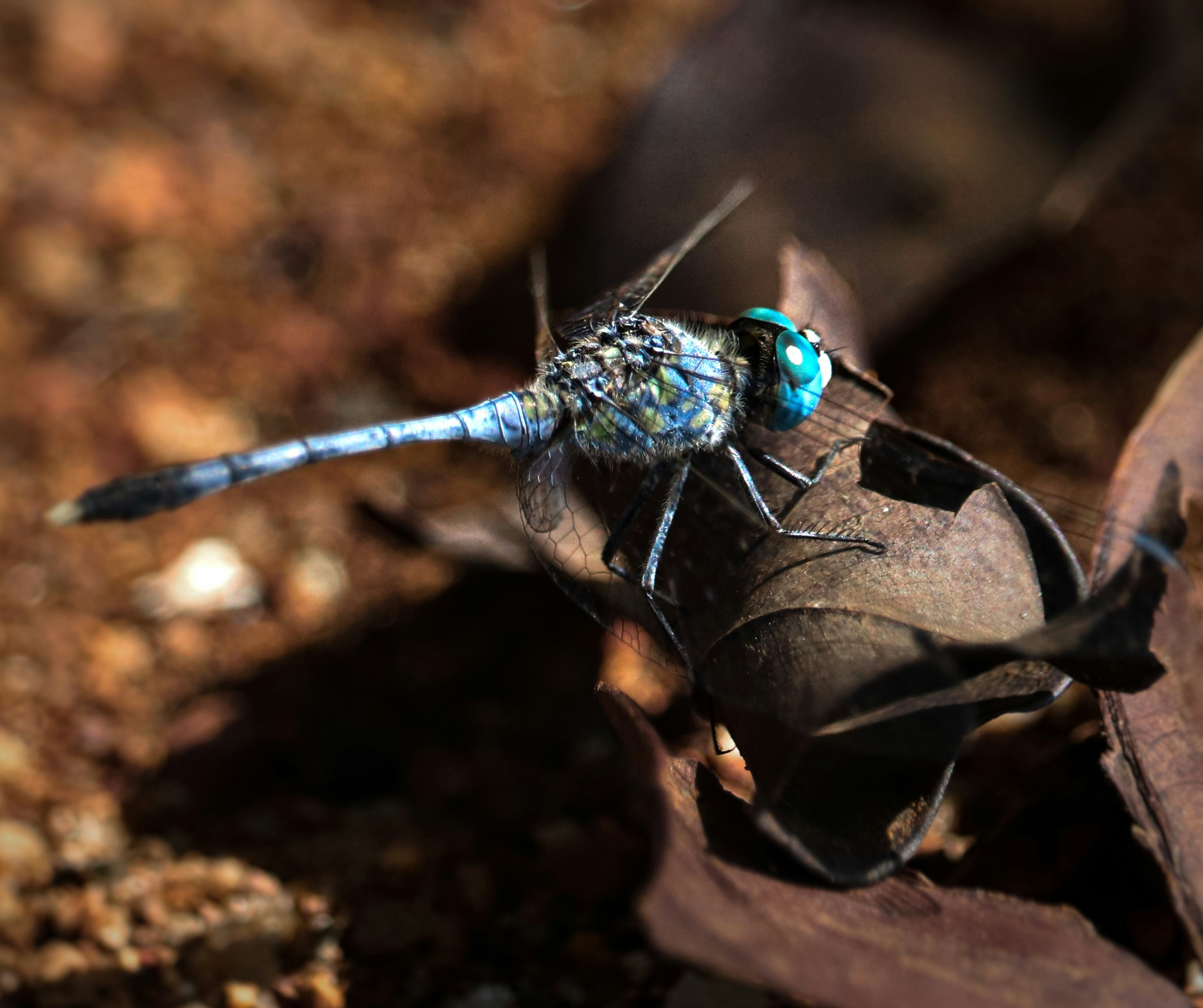 Photo by aaryasingoure