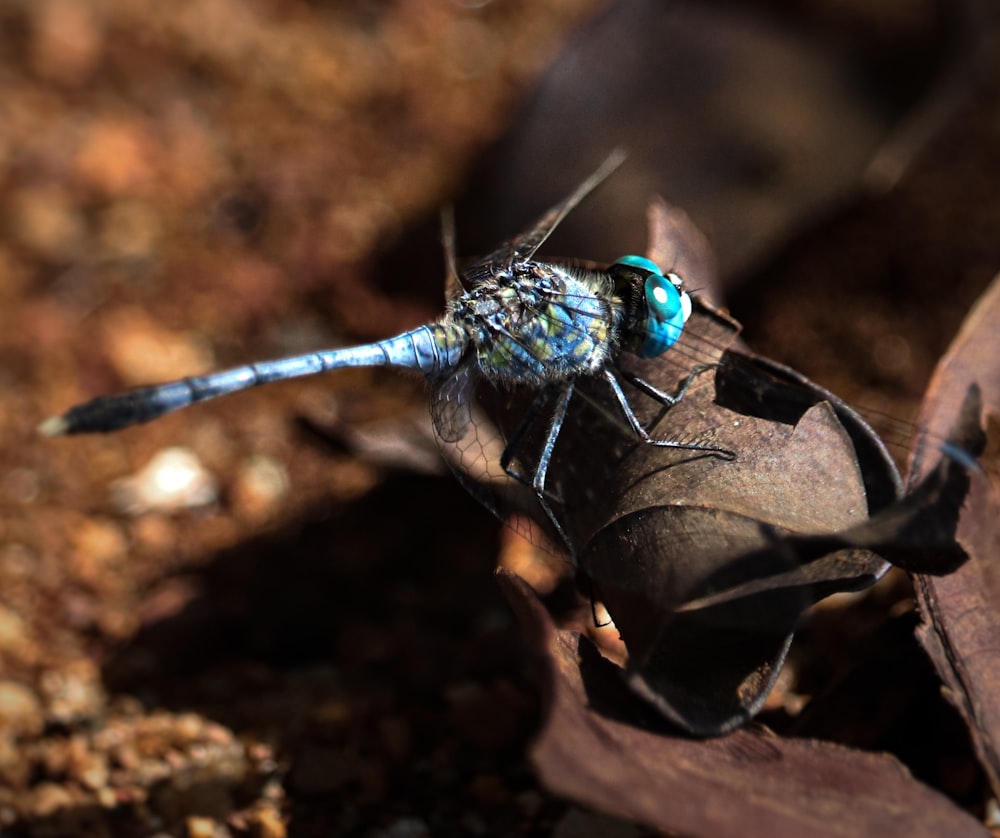 a close up of a fly