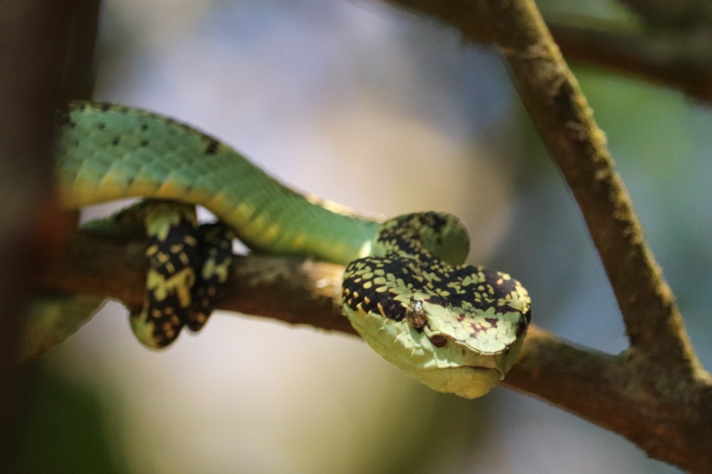 a snake on a branch