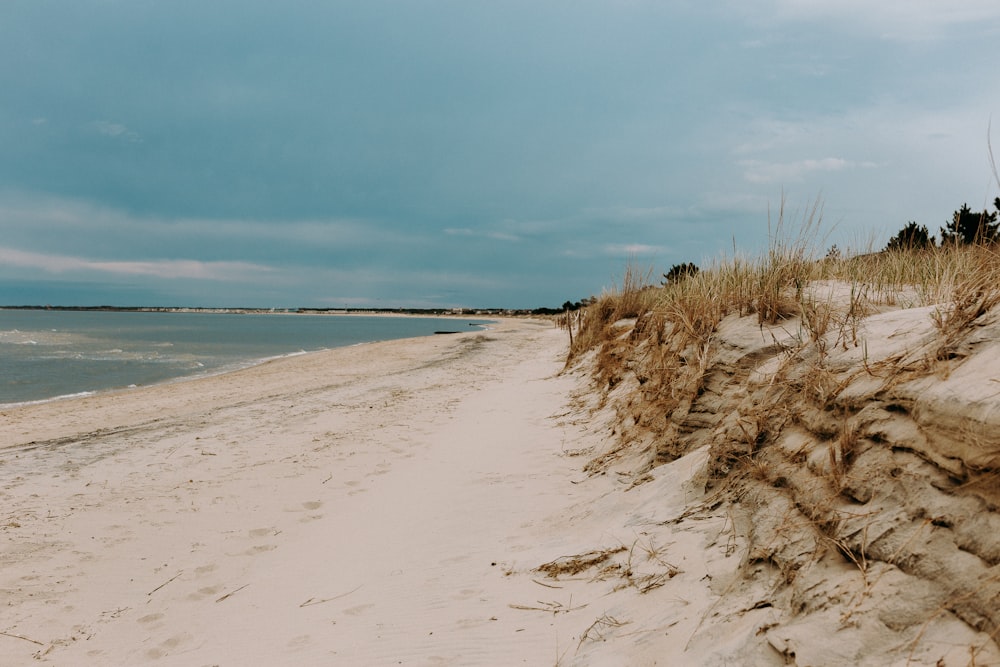 a sandy beach with water and plants