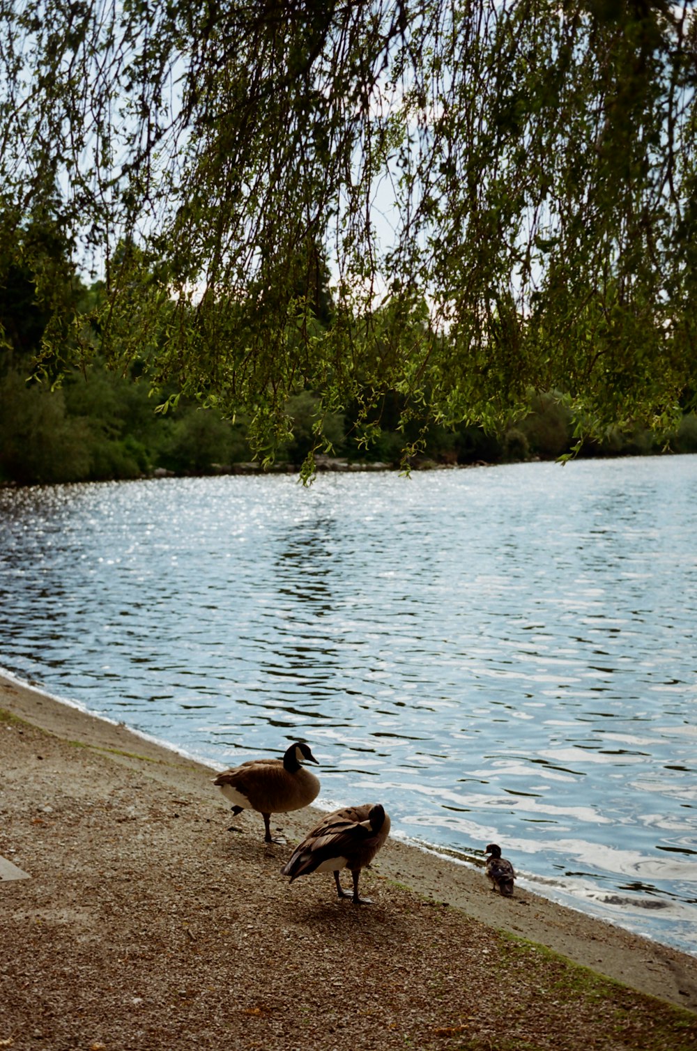 ducks walking on a beach