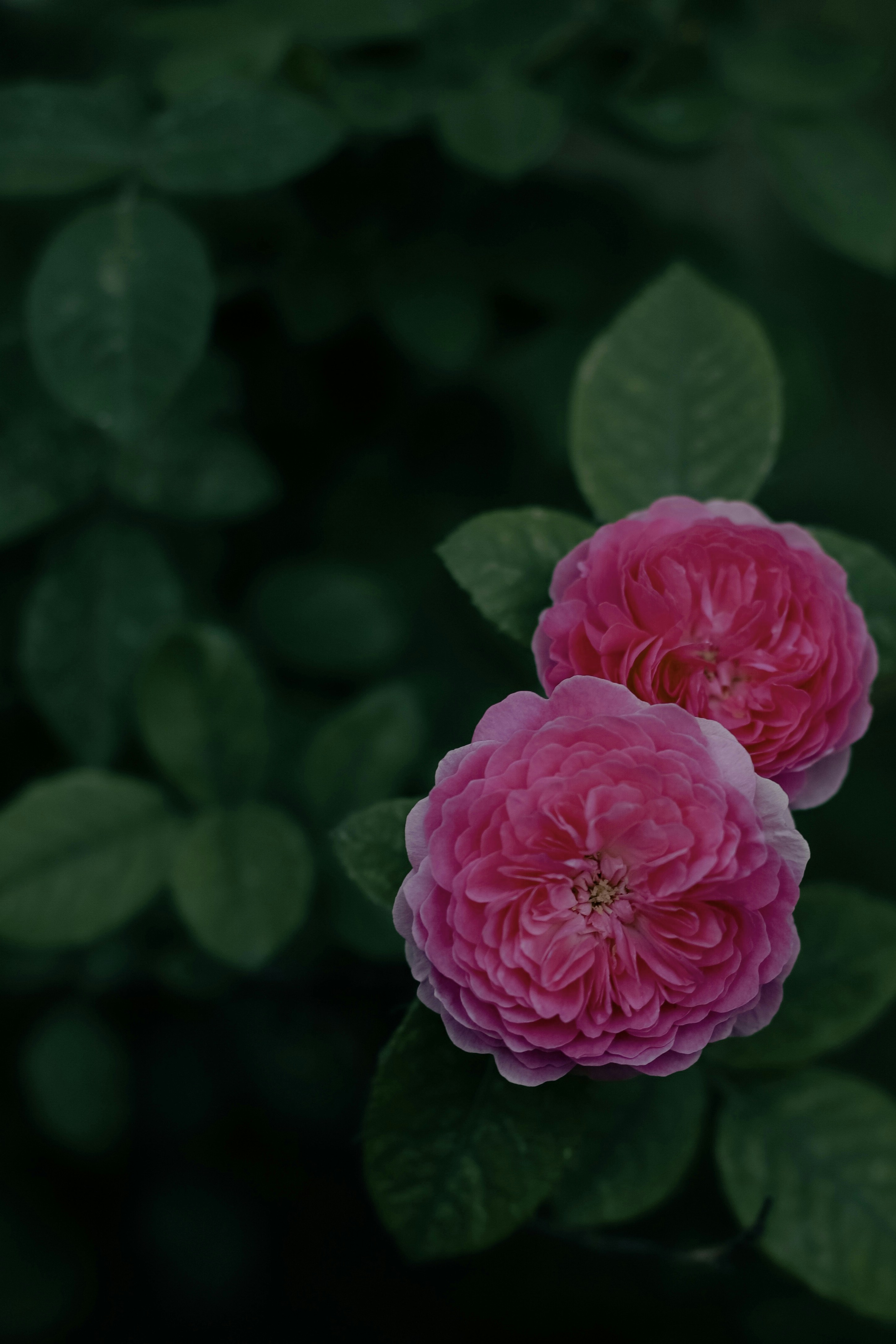 Photo by lapshinakseniia