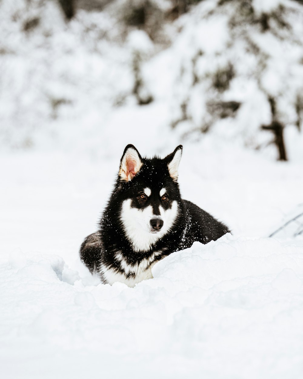 a black and white dog in the snow