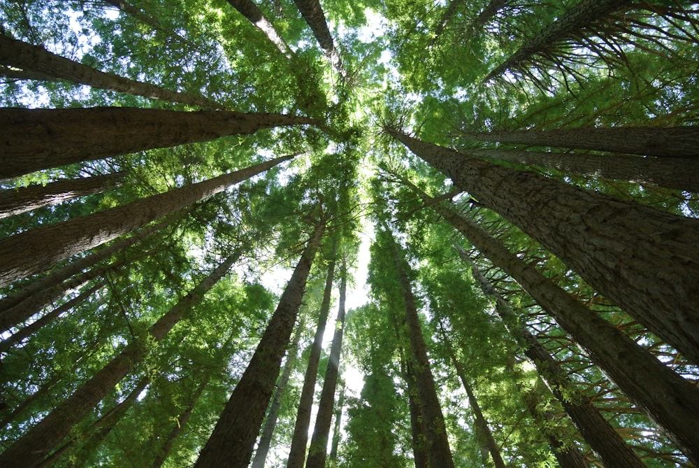 looking up at tall trees