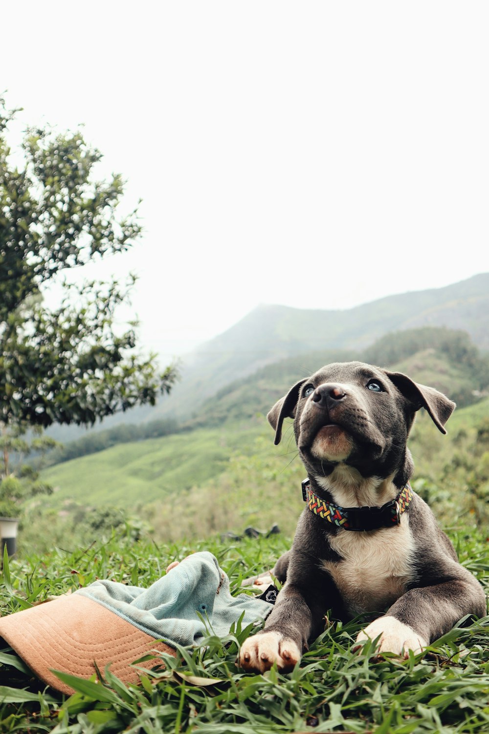 a dog lying on grass