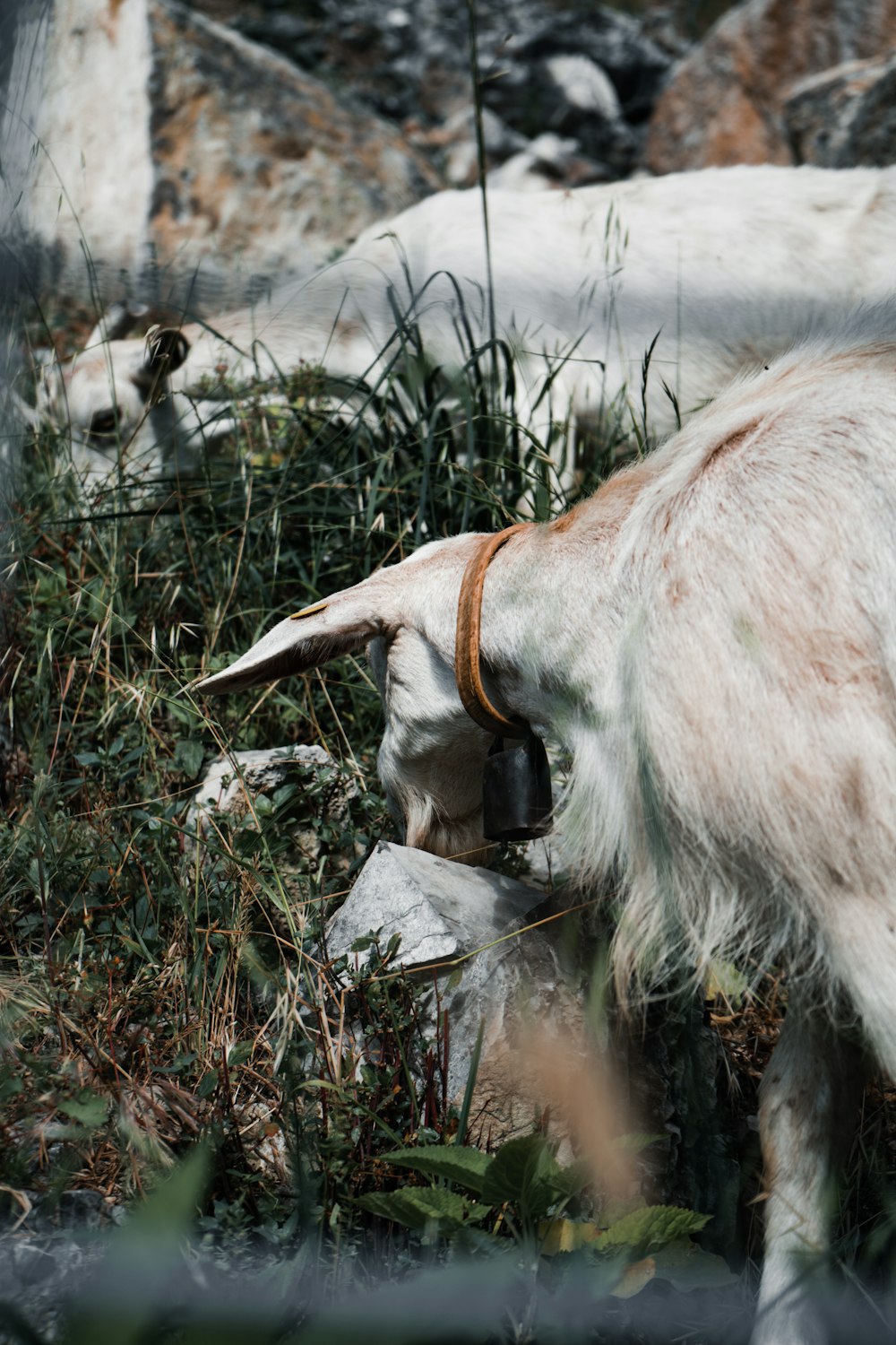 a goat with a bell around its neck