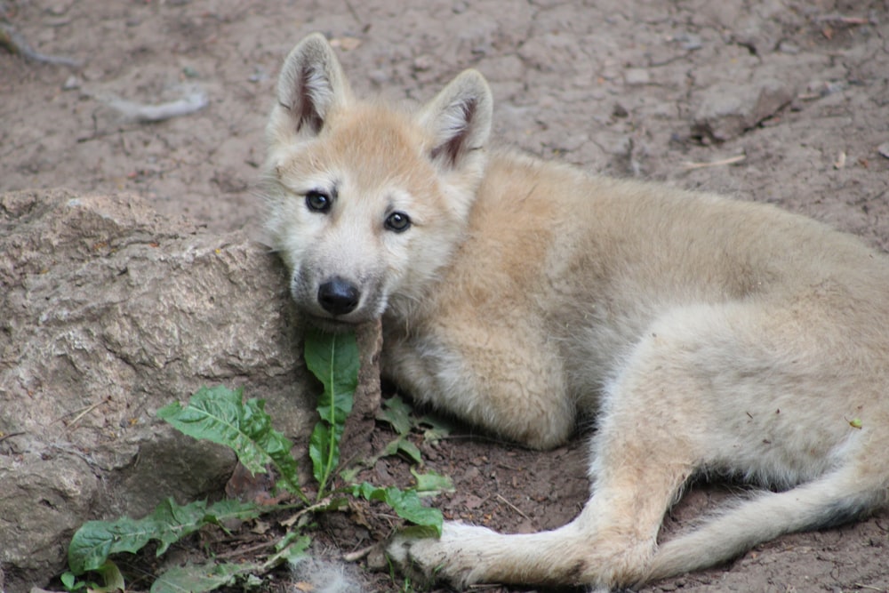 a fox lying on the ground