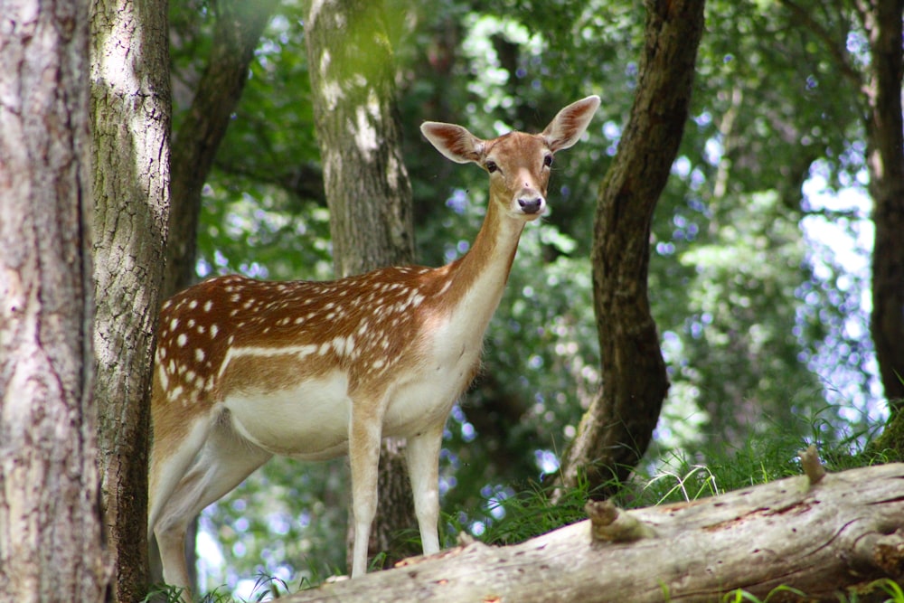 a deer standing on a log