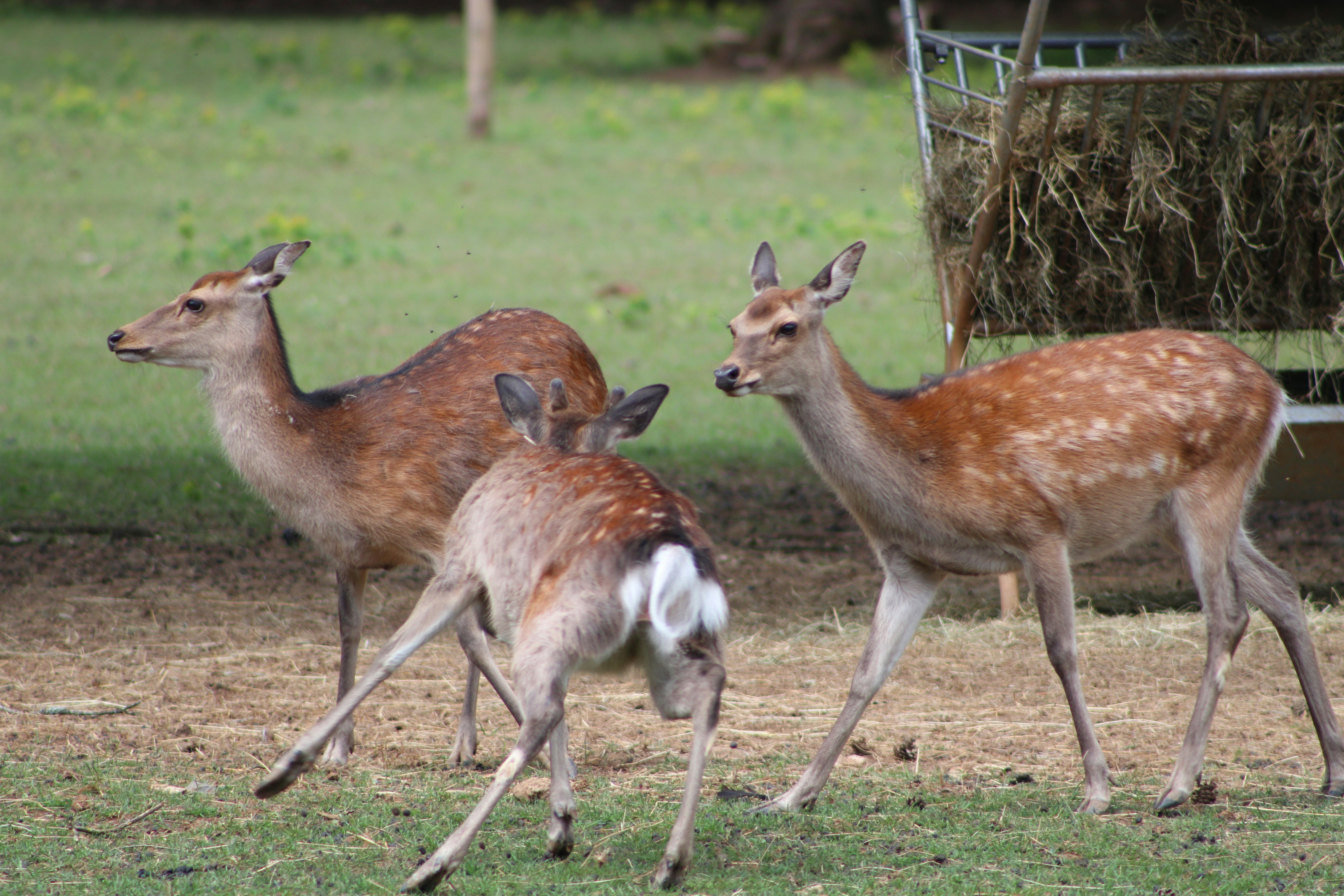 a group of deer in a grassy area