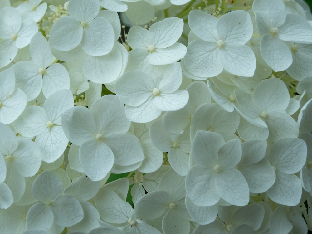 a group of white flowers