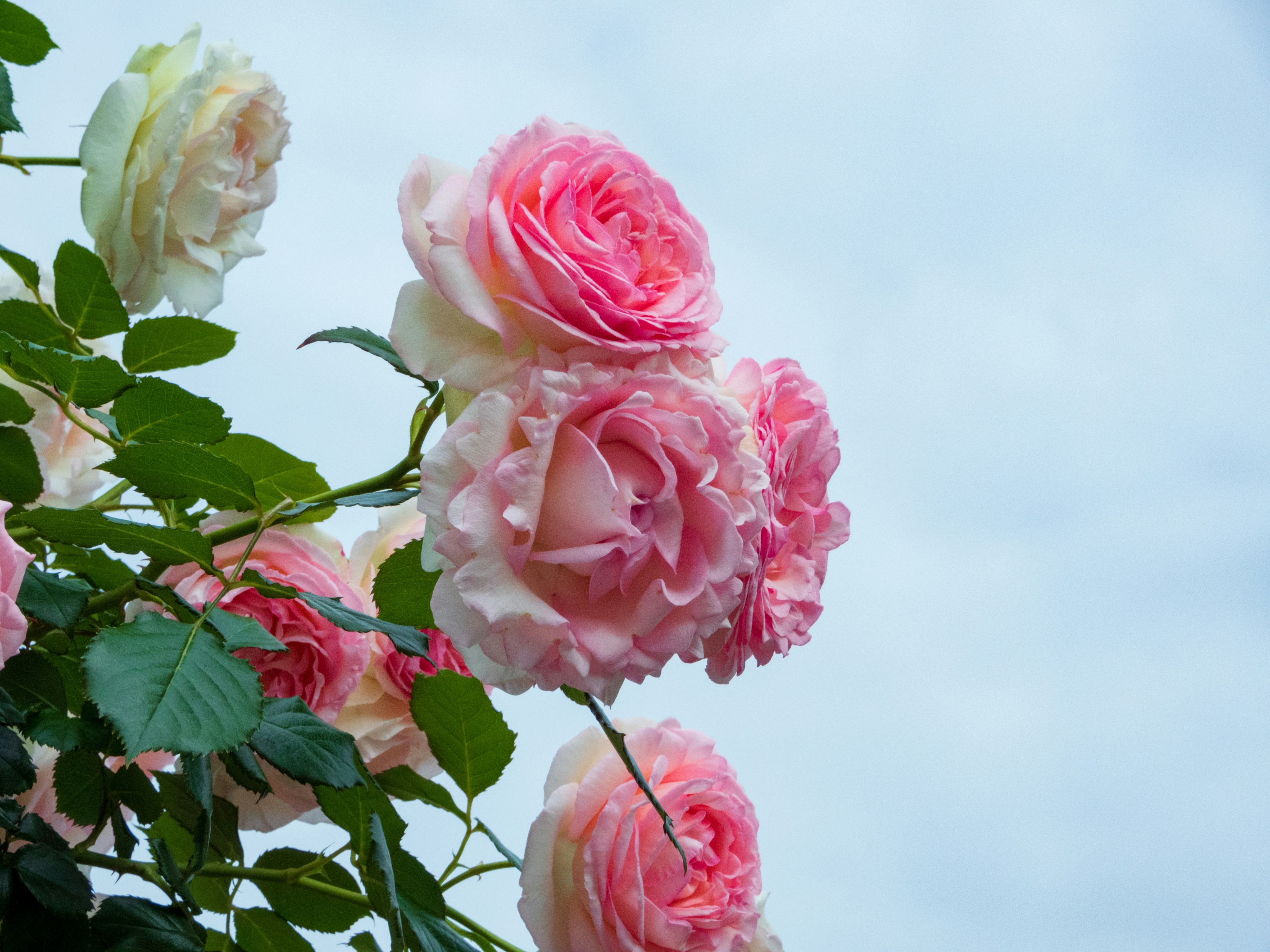 Photo by heppoko_yama