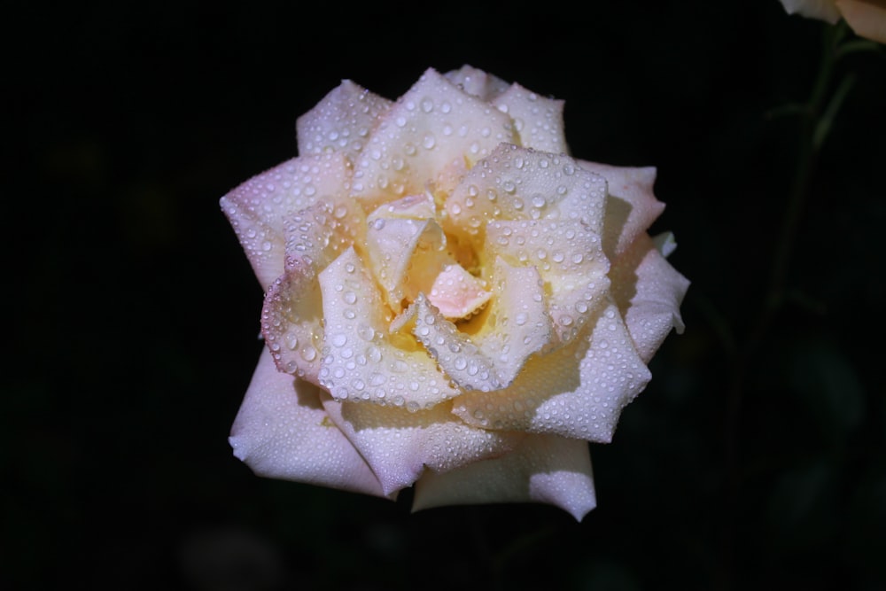 a close up of a flower